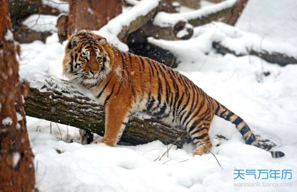 家中母老虎是什么生肖精选解析、解释与落实、构建解答解释落实
